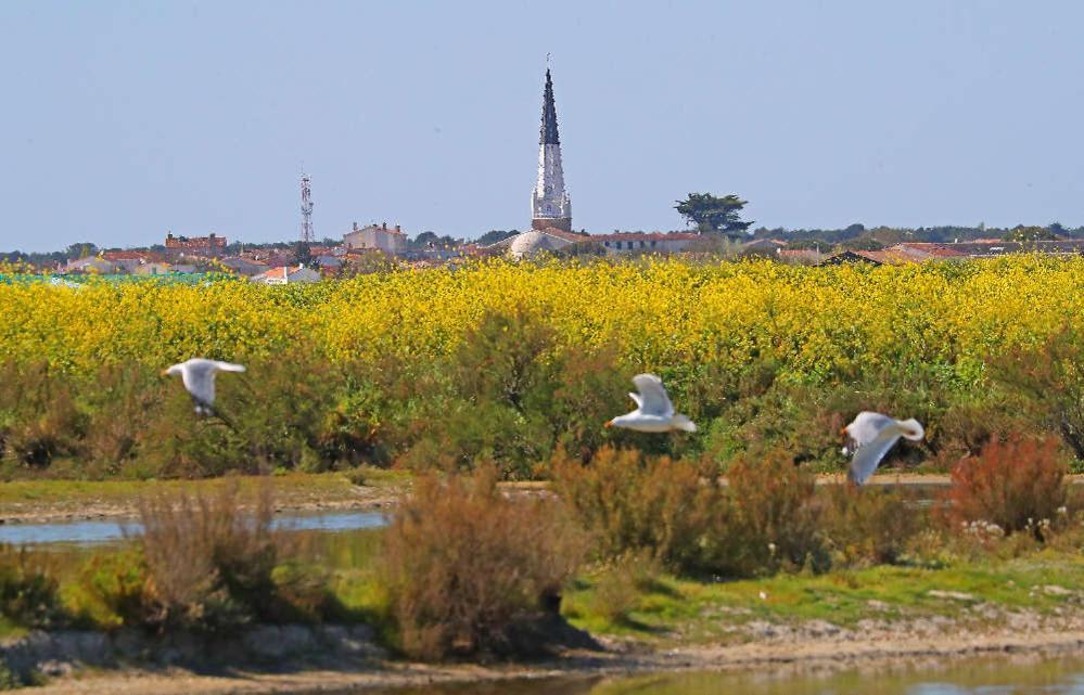 La Passerose 3 Pieces Avec Jardin Au Calme,A 300M De La Plage, Acomodação com café da manhã La Couarde-sur-Mer Exterior foto